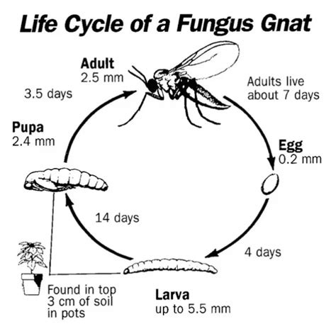 Fun With Fungus Gnats