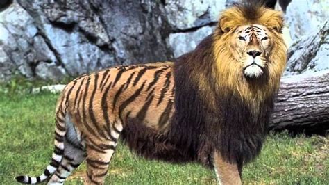 Lion + Tiger = Liger : HybridAnimals