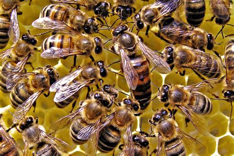 Invierten en abejas reinas, El Siglo de Torreón