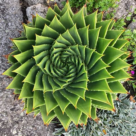 This plant has pleasing geometry. | Rebrn.com