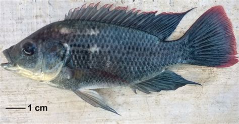 Aquatic Invasive Species | Mozambique tilapia