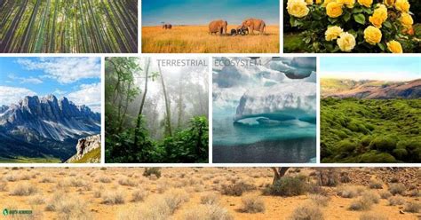 Different Types of Ecosystems & Characteristics | Earth Reminder