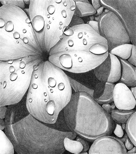 Flower on rocks | Beautiful flower drawings, Pencil drawings of flowers ...