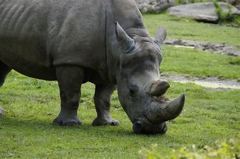 Free photo: Rhino, Close, Horn, Horns, Head - Free Image on Pixabay ...