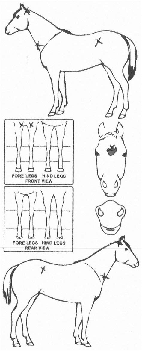 iCompete - Animal Details