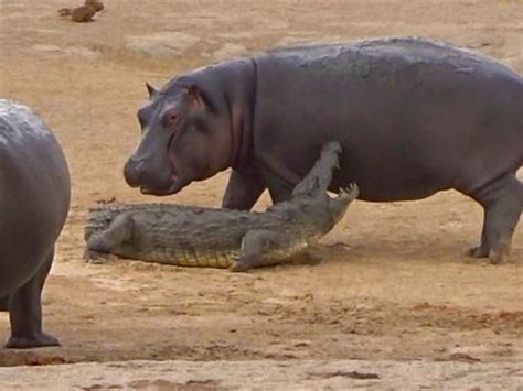 Are Hippos Dangerous? Do Hippos Eat Humans? - Pro Animal Guide