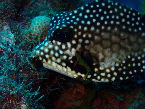 Smooth Trunkfish | About Lactophrys triqueter - Snorkel Things