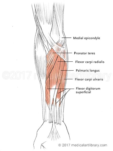 Forearm Muscles - Flexors - Medical Art Library