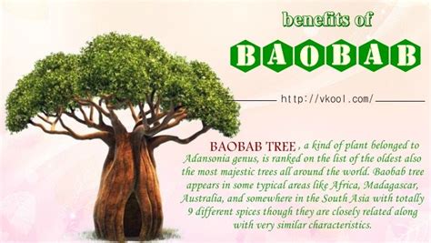 18 Benefits Of Baobab Fruits, Powder, & Oil For Entire Health ...