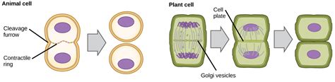 Explain the Difference Between a Cell Plate and Cleavage Furrow ...