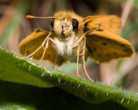 Expanded knobs on butterfly antennae — Science Learning Hub