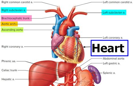 Brachial Artery and Deep Brachial Artery - Location, Pulse, Function