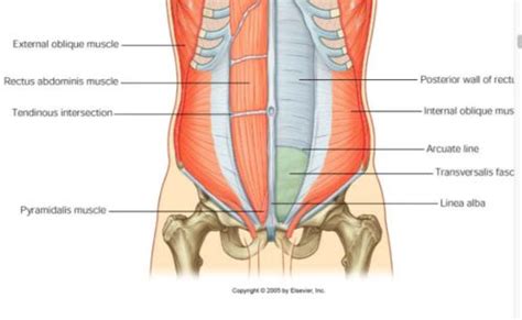 the muscles are labeled in this diagram