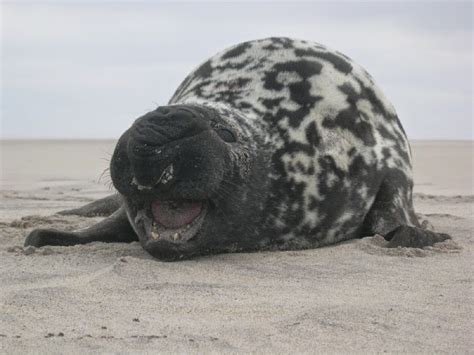 Foca de casco (Cystophora cristata)