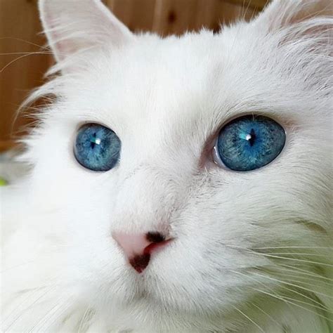 This Cat Has The Most Stunningly Beautiful Blue Eyes You Have Ever Seen ...