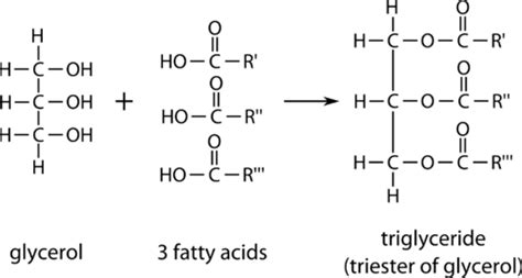 Triglycerides | CK-12 Foundation