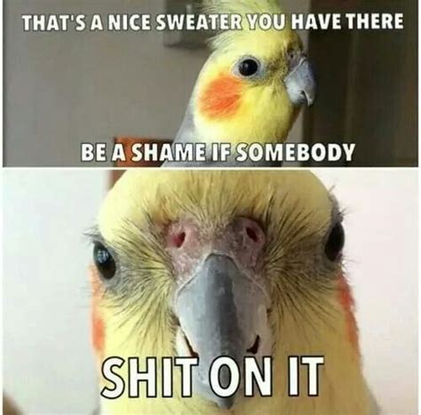 Image result for cockatiel memes | Funny parrots, Cockatiel, Funny birds