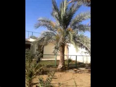 saudi arabia date palm tree - YouTube