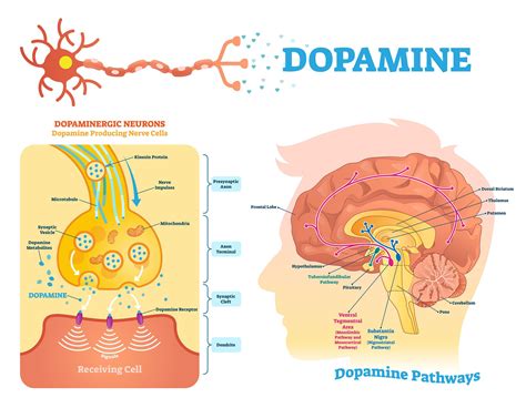 What Is Dopamine In The Brain