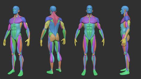 ArtStation - Simplified Anatomy Basemesh - 3-Pack | Resources