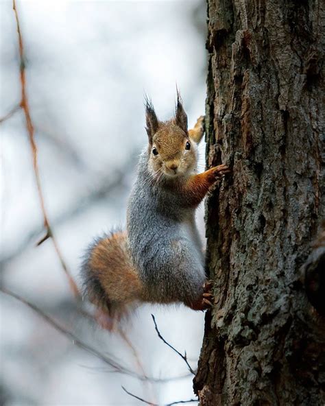 Photographer Captures Enchanting Photos of Finland’s Forest Animals in ...