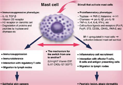 A hypothetical model for the function of mast cells as proinflammatory ...