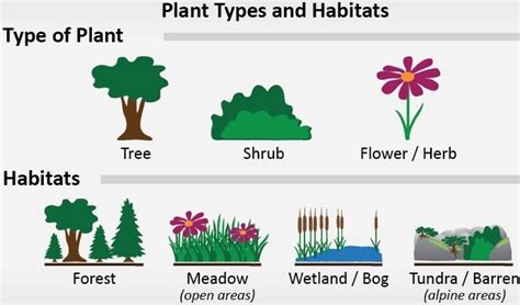 Plant Habitat and its Various Types