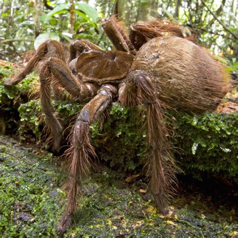 Fangs Goliath Birdeater Biggest Spider In The World - bmp-cyber