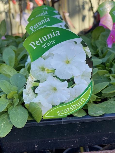 PETUNIA WHITE | Garden Feast