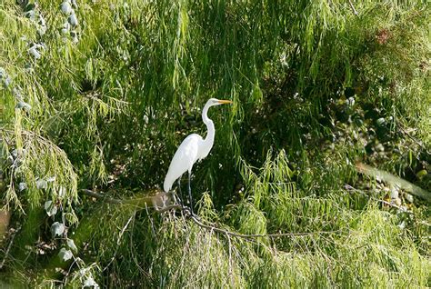 Aransas National Wildlife Refuge – DearTexas,