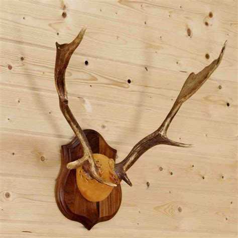 Fallow Deer Antlers SW8894 for purchase at Safariworks Taxidermy Sales ...