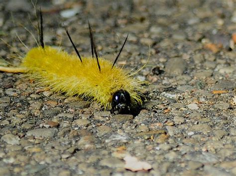 25 Yellow Caterpillars: With Pictures and Identification Guide ...