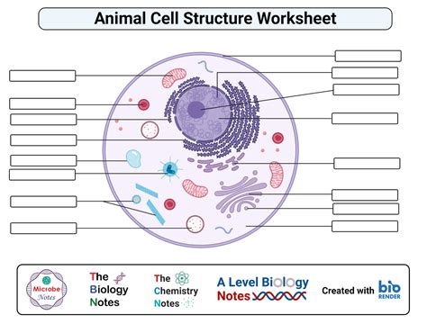 Animal Cell- Definition, Structure, Parts, Functions, Labeled Diagram