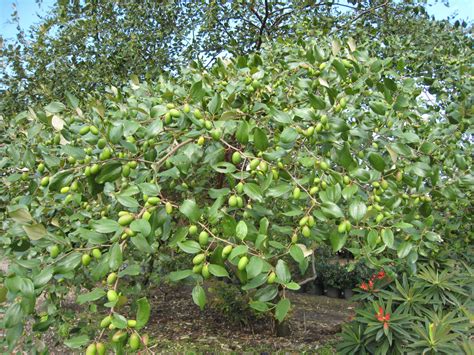 Jujube Tree (Zizyphus jujuba) - Richard Lyons Nursery, Inc.