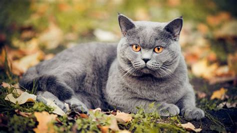 British Shorthair Cat Breed Information, Images, Characteristics, Health