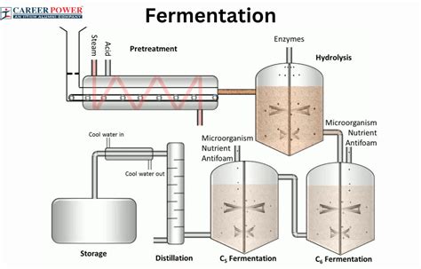 Fermentation: Definition, Process and types of Fermentation