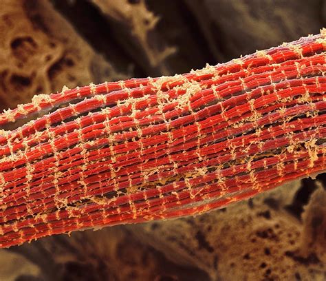 Skeletal Muscle Fibres Photograph by Steve Gschmeissner