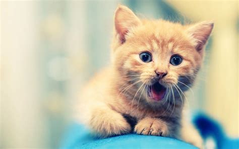 Cute Pets Wallpapers - Wallpaper Cave