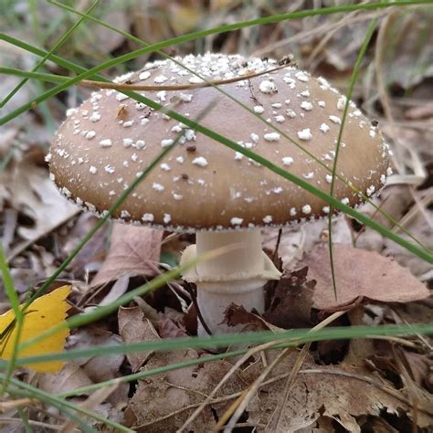 Panther Cap (Amanita pantherina): Identification, Look-Alikes, Benefits ...