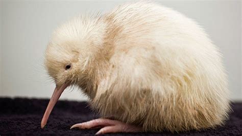 New Zealand's plan to save the kiwi - BBC News