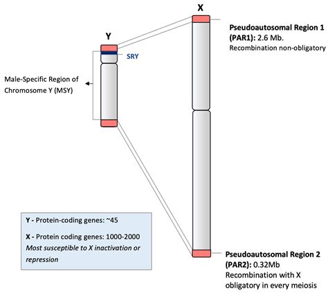 chromosome nomenclature