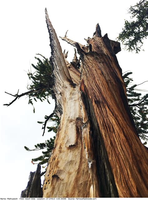 Methuselah Tree - Famous Bristlecone Pines