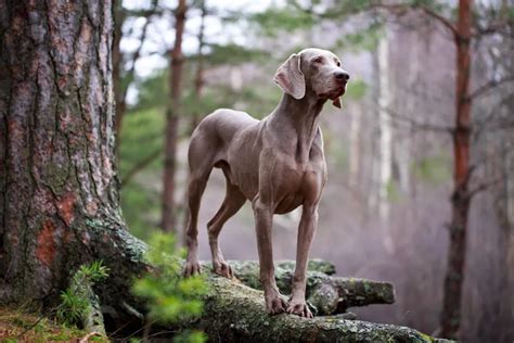 Weimaraner - All About Dogs | Orvis