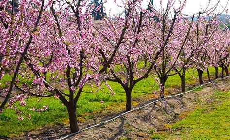 How to Grow Peaches - The Home Depot