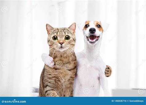 Portrait of a Dog and Cat Hugging Each Other Stock Photo - Image of ...