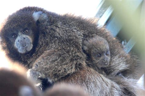 BPZOO Celebrates Birth of Third Bolivian Gray Titi Monkey Baby | The ...