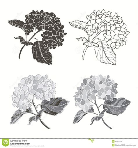 hydrangea clipart black and white 20 free Cliparts | Download images on ...