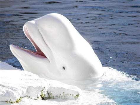 5 Interesting Facts About Beluga Whales - Free The Ocean