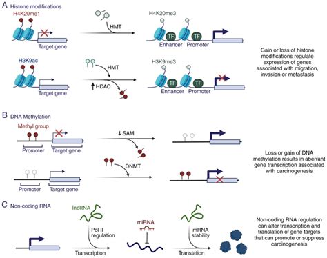 Modulating epigenetic modifications for cancer therapy (Review)