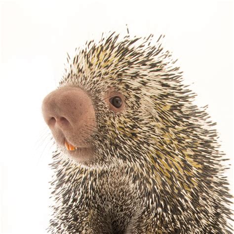 Porcupine wallpapers, Animal, HQ Porcupine pictures | 4K Wallpapers 2019